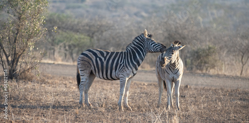 Zebra stallions grooming each other during golden hour in southern Africa