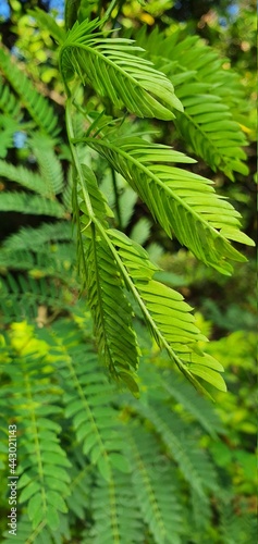 green fern leaves