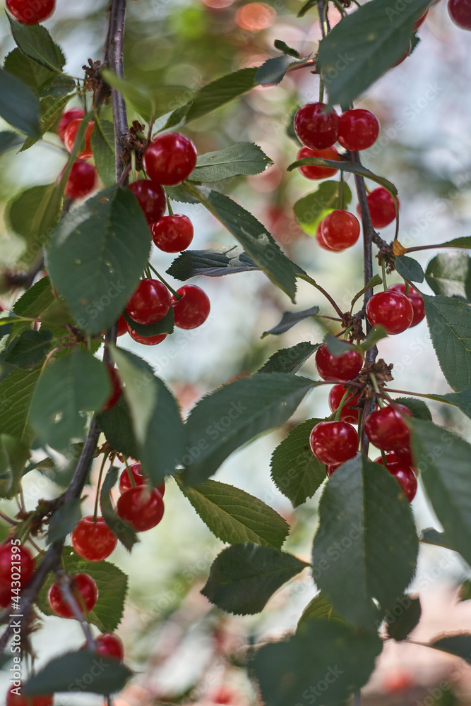 Big harvest of sweet red cherries in the garden.