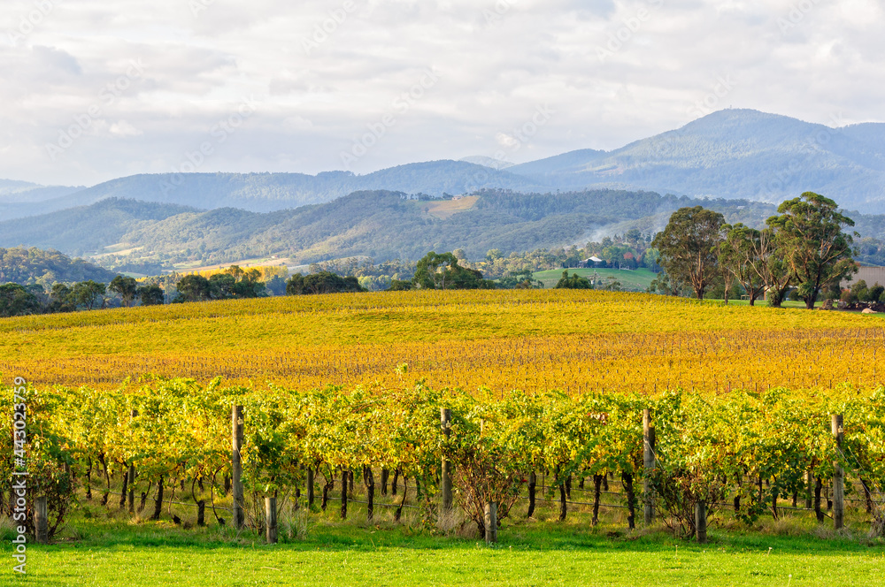Autumn in the Tokar Estate vineyard in the heart of the Yarra Valley - Coldstream, Victoria, Australia