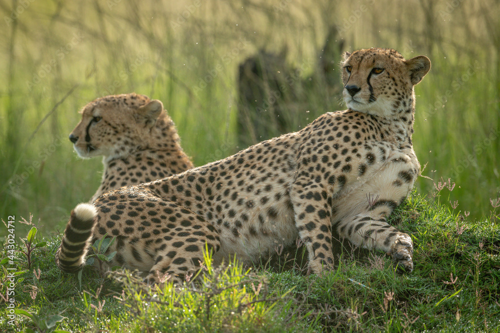 Two cheetahs lie backlit on grassy mound Two cheetahs lie backlit on grassy mound