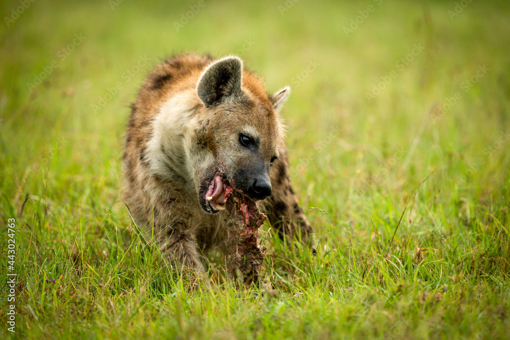 Spotted hyena sits on grass cracking bone Spotted hyena sits on grass cracking bone