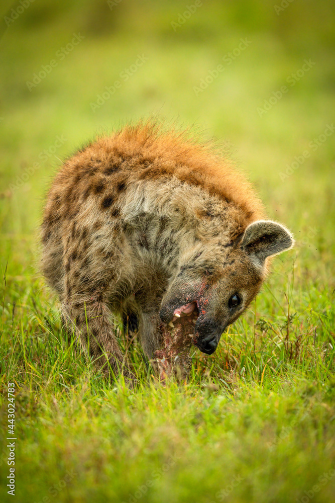 Spotted hyena sits in grass gnawing bone Spotted hyena sits in grass gnawing bone