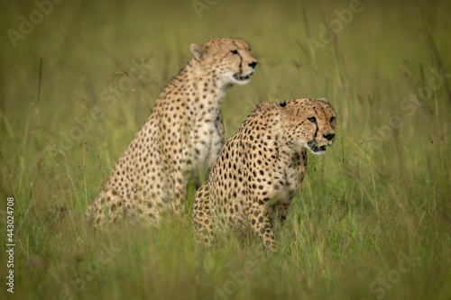 Two cheetahs sit in grass staring ahead