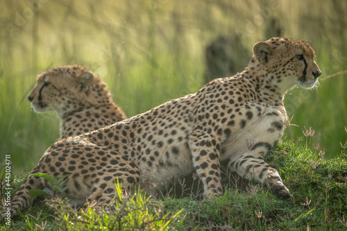 Two cheetahs lie facing in opposite directions