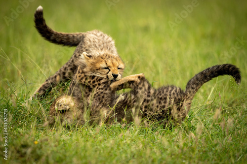 Two cheetah cubs play fighting on grass