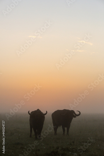 Two Cape buffalo stand silhouetted at dawn