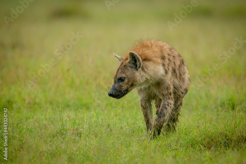 Spotted hyena stands in grass looking left © Nick Dale