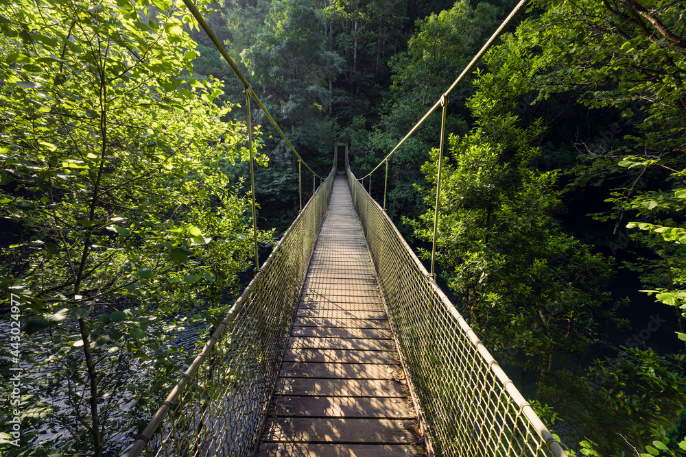 Suspension bridge over a river in jungle. Fornelos Bridge in Fragas Do Eume Nature Park, Galicia.