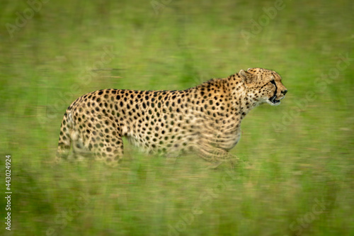 Slow pan of cheetah crossing grass plain
