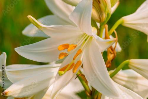 white lily flower at close range 