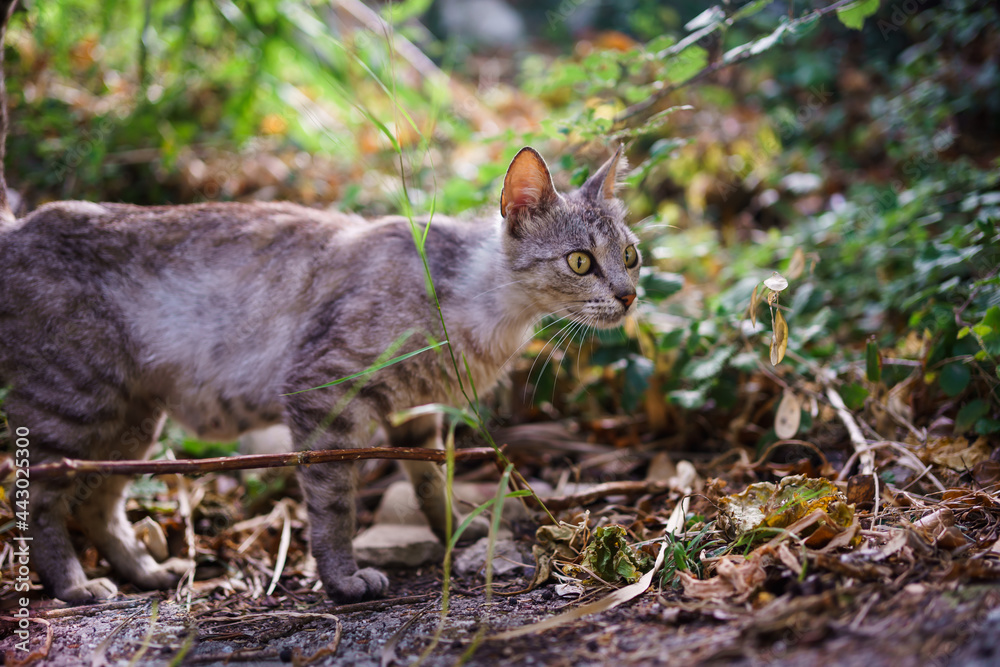 skinny gray cat with green eyes skinny gray cat with green eyes