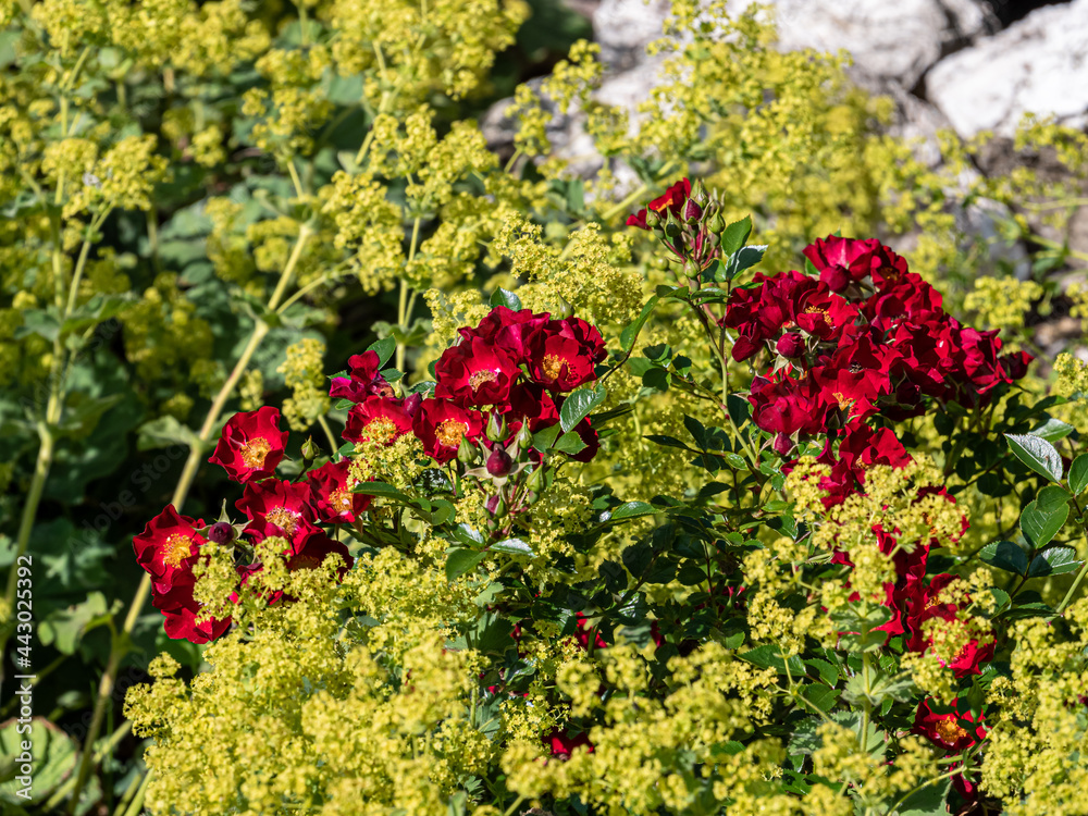 Obraz premium View of Beautiful summer wildflowers.