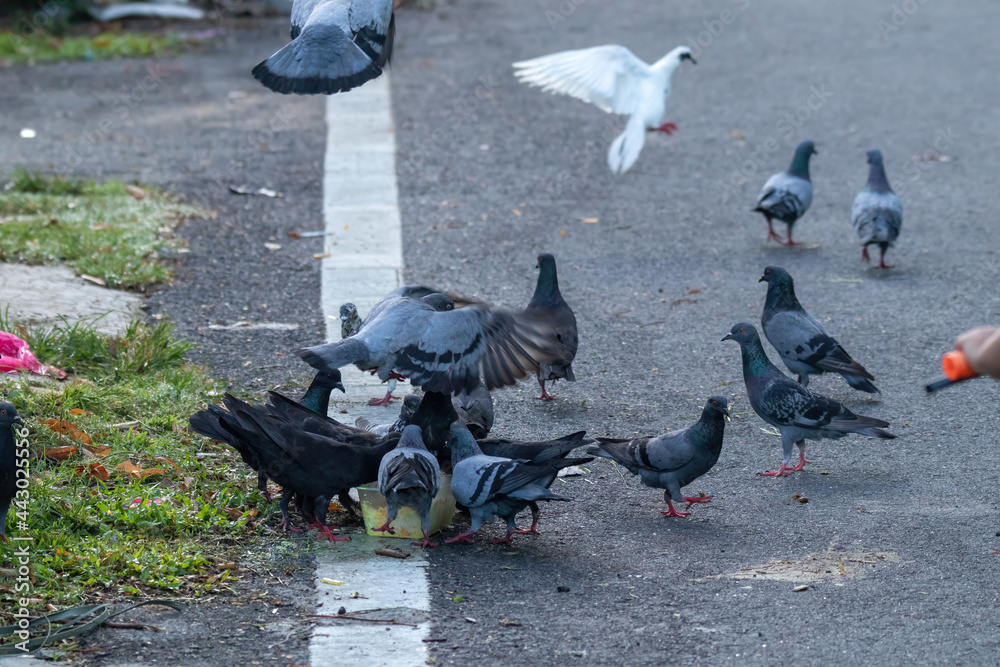 Fototapeta premium The Rock Dove Pigeon or common Pigeon