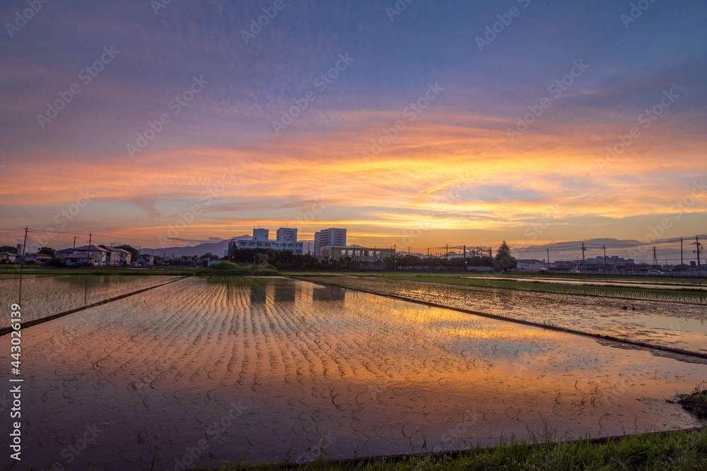The Agricultural background image - rural and country side, living pattern in Ebina, Kanagawa, Japan during sunset period.