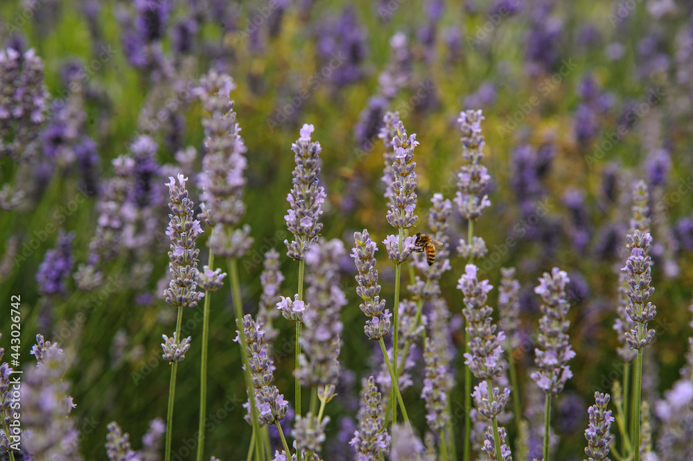Fototapeta premium lavanda
