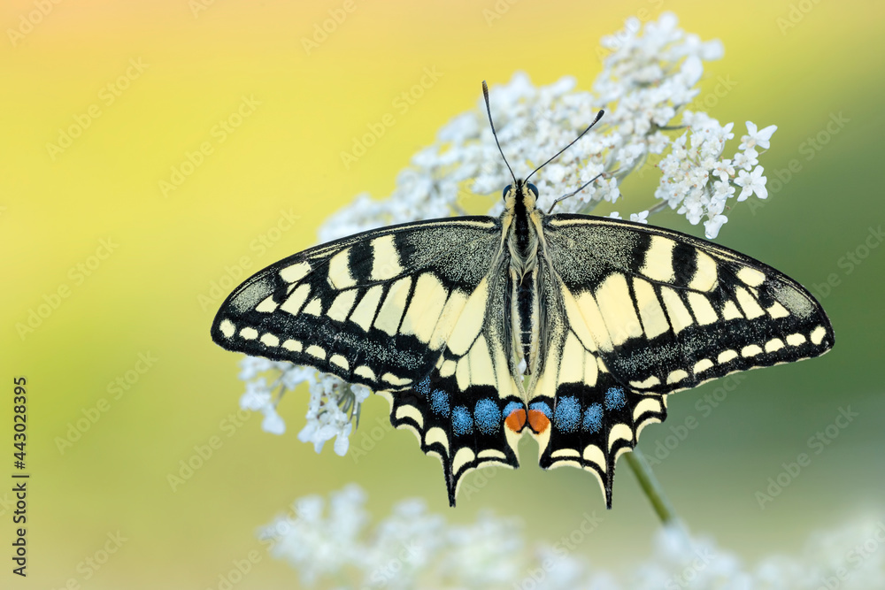 Fine art portrait for the beautiful Old World Swallowtail butterfly (Papilio machaon) Fine art portrait for the beautiful Old World Swallowtail butterfly (Papilio machaon)