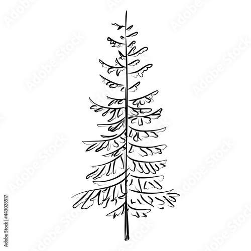 Elegant outline drawing of pine tree, vector illustration photo