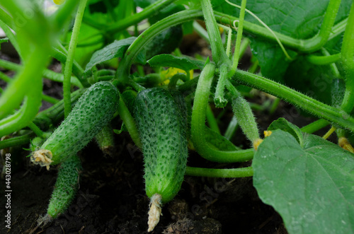 cucumbers grow on a bush