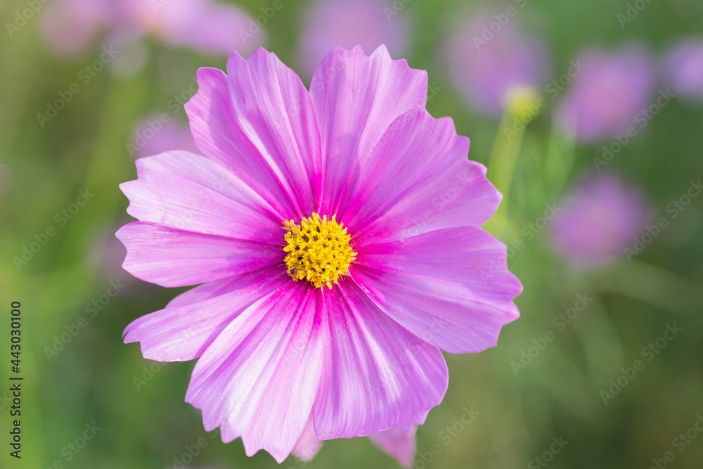 Close-up of Cosmos flower, Pink flower, Purple flower Close-up of Cosmos flower, Pink flower, Purple flower