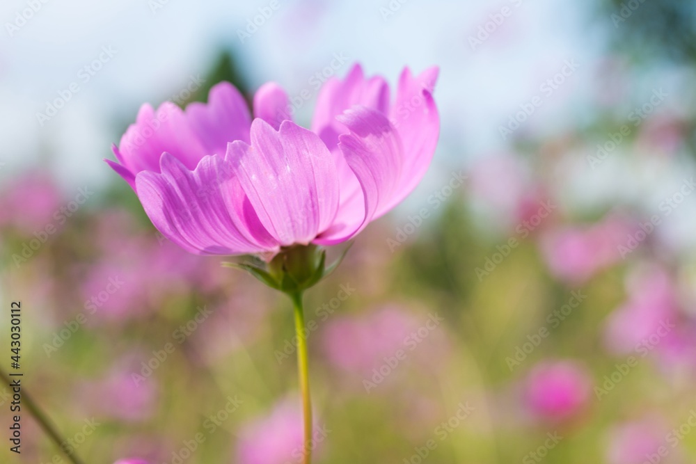 Close-up of Cosmos flower, Pink flower, Purple flower Close-up of Cosmos flower, Pink flower, Purple flower