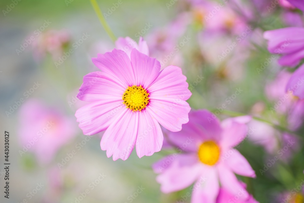 Close-up of Cosmos flower, Pink flower, Purple flower Close-up of Cosmos flower, Pink flower, Purple flower