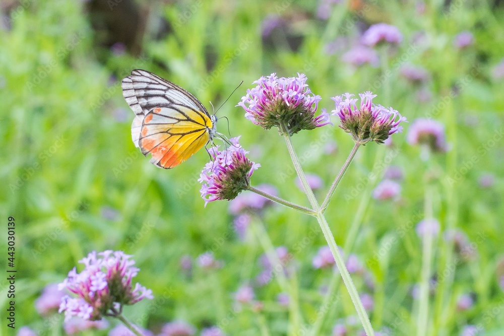 The butterfly is searching for nectar on the blossom purple flower