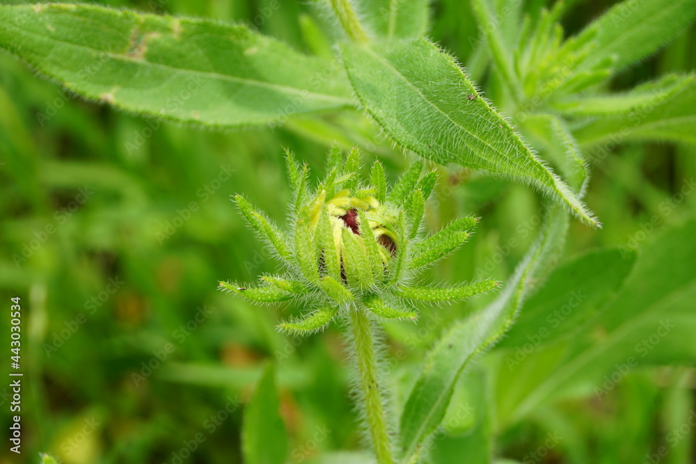Fototapeta premium 黄色い花の芽