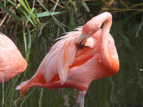 Flamenco limpiando plumas
