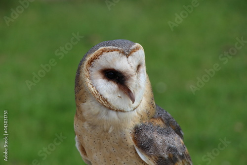 owl in close up