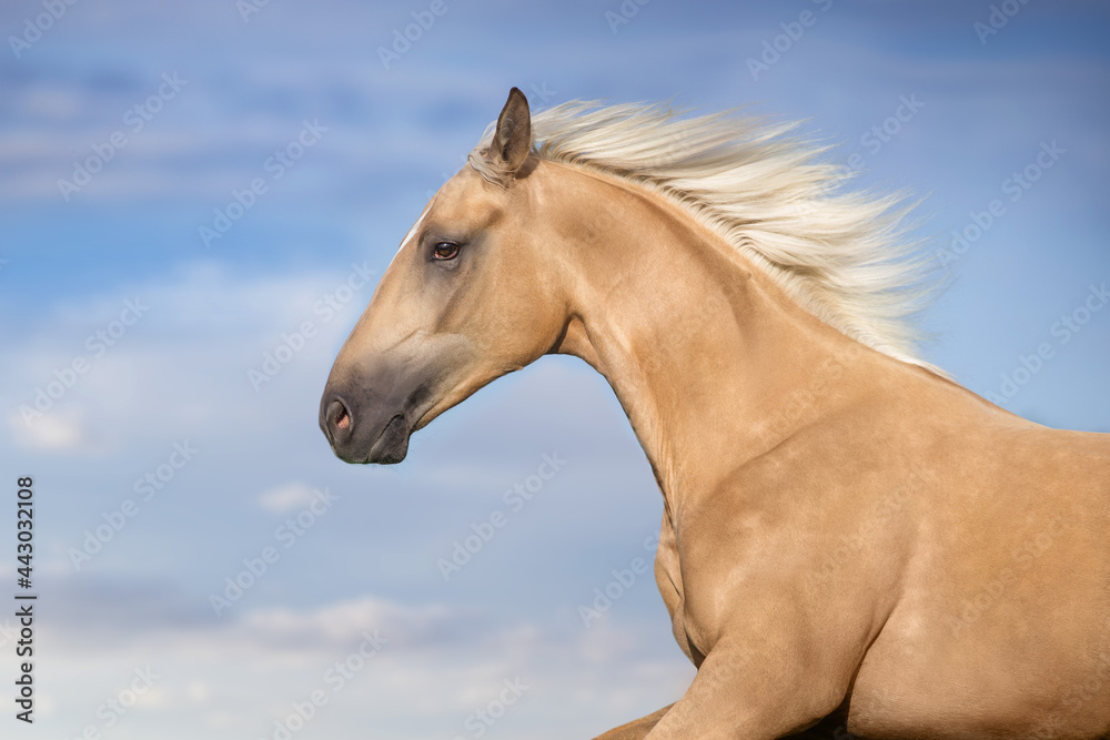 Fototapeta premium Cremello horse with long mane free run against blue sky