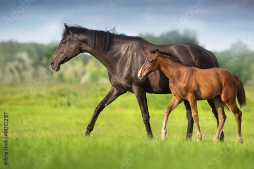 Fototapeta mare and foal