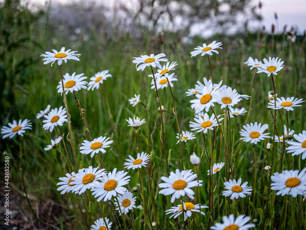 Fototapeta premium View of Beautiful summer wildflowers. Close up. Blurry background.