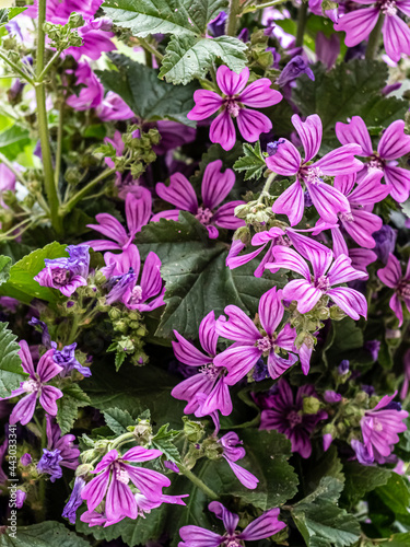 View of Beautiful summer wildflowers. Close up. Blurry background.