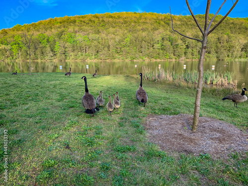 Fototapet Gaggle of geese with baby goslings in Arkansas