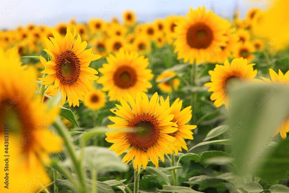 Sunflowers in Akeno Sunflower Field, Yamanashi, Japan