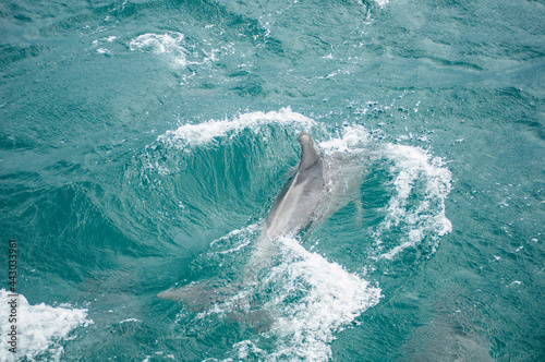 Dolphin swimming in the blue ocean. © arliftatoz2205