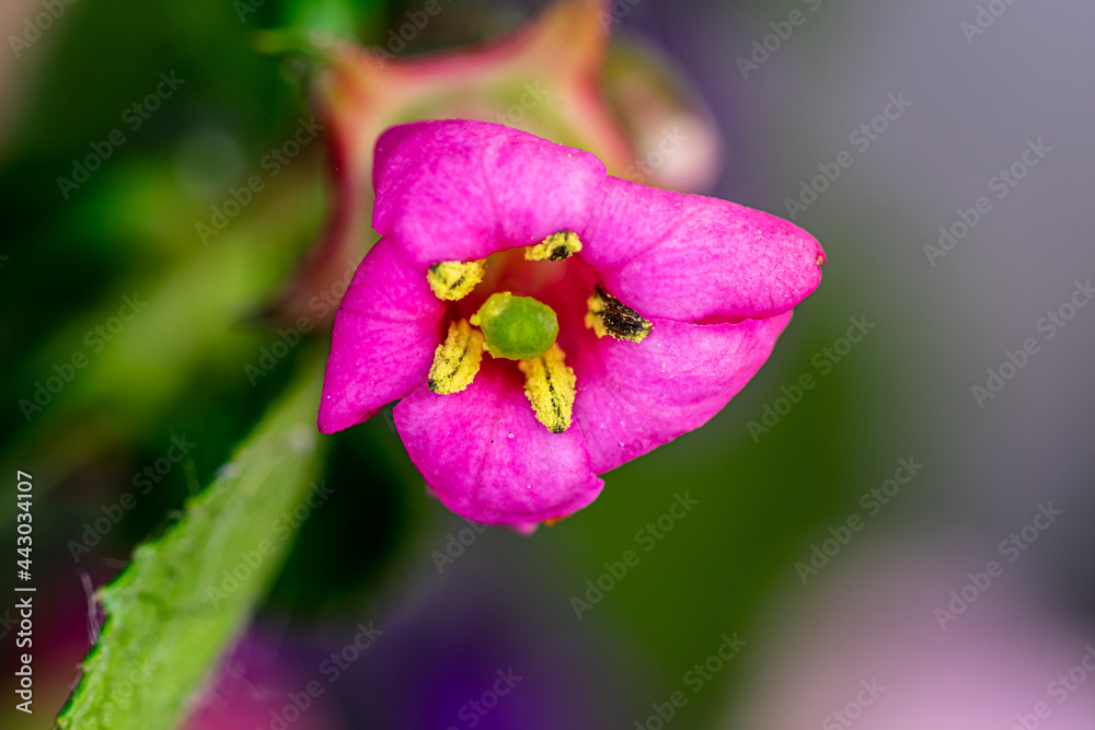 View of Beautiful summer wildflowers. Close up. Blurry background. View of Beautiful summer wildflowers. Close up. Blurry background.