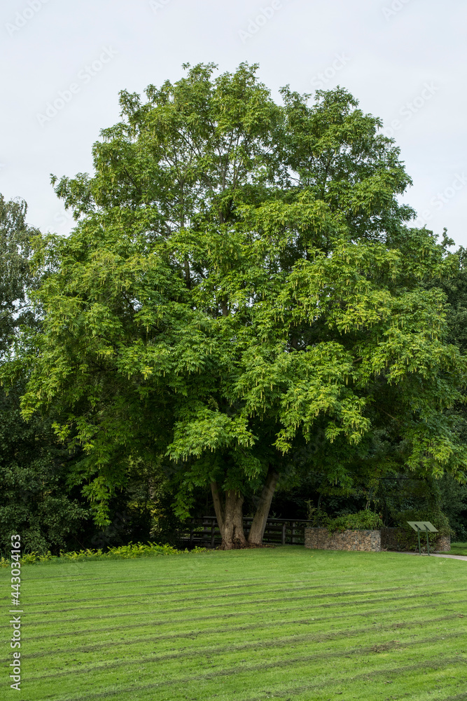 Solitary tree of Pterocarya fraxinifolia Solitary tree of Pterocarya fraxinifolia