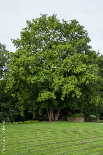 Solitary tree of Pterocarya fraxinifolia