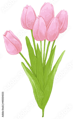 Fototapeta Naklejka Na Ścianę i Meble -  Tulip vector illustration.