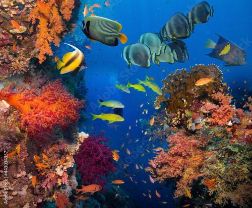 Fototapeta Naklejka Na Ścianę i Meble -  Coral and fish