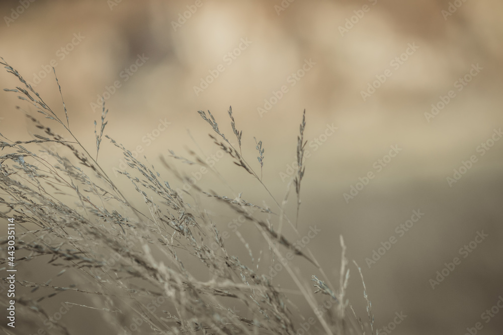 Obraz premium Wild field of grass on sunset, warm toning