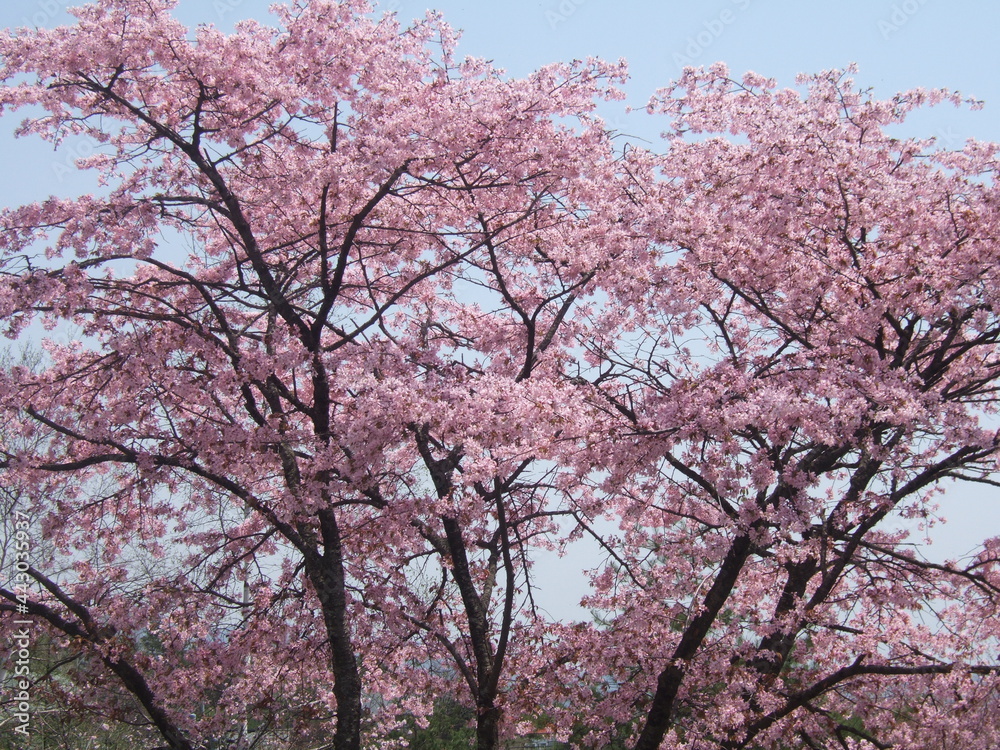 桜