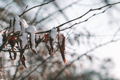 snow covered branches