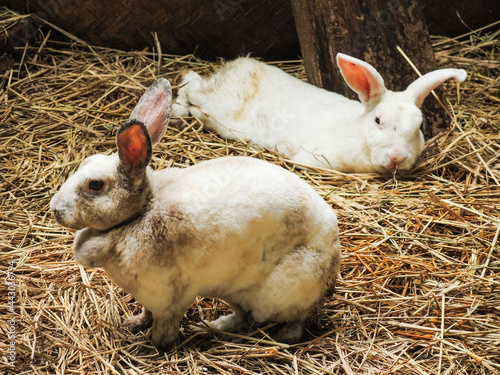 Two white rabbits sitting on Straw in a farming area.