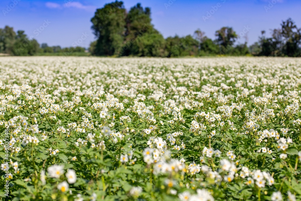 Blühendes Kartoffelfeld Blühendes Kartoffelfeld