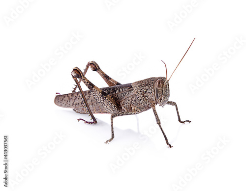  bombay locust isolated on a white