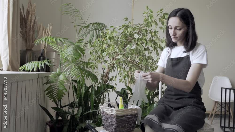 a young woman puts on gloves to transplant a flower into a new pot a young woman puts on gloves to transplant a flower into a new pot