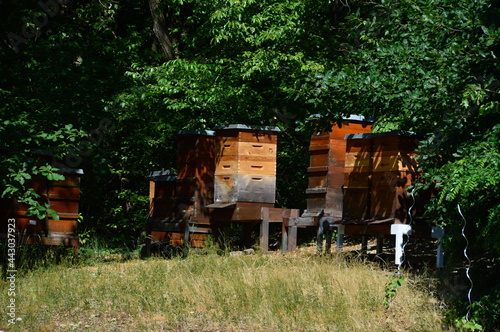 Bienenstöcke im Wissenschaftspark Albert Einstein auf dem Telegrafenberg, Potsdam, Brandenburg © Ulf